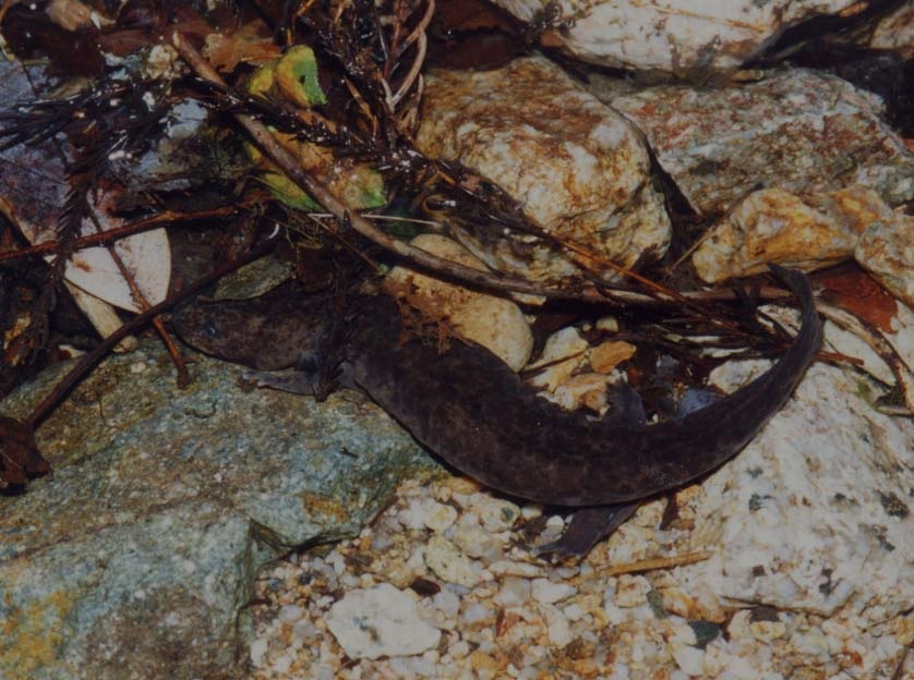 Andrias japonicus Larva 1